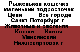 Рыженькая кошечка маленький подросточек › Цена ­ 10 - Все города, Санкт-Петербург г. Животные и растения » Кошки   . Ханты-Мансийский,Нижневартовск г.